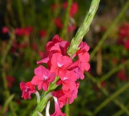 Dwarf Red Porterweed, Compact Red Porterweed, False Vervain, Stachytarpheta microphylla 'Compacta', S. sanguinea